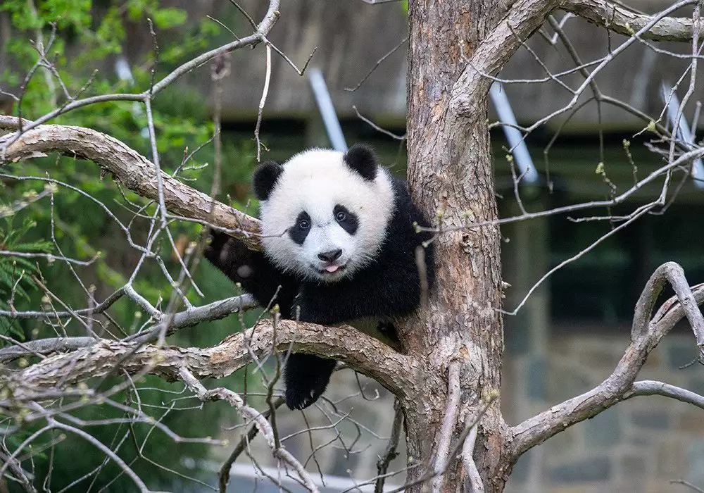 Watches, Stories, & Gear: Pandas, Stranger Things, & Stick Shifts